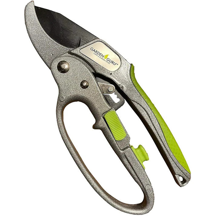 Ratchet1__12934.1737666559.1280.1280