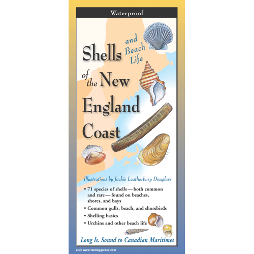 Shells__47929.1726752497.1280.1280