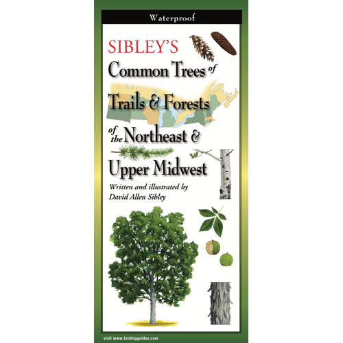 TreesNE__79435.1726690168.1280.1280