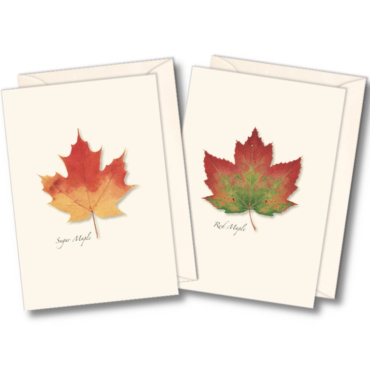 maple1__43447.1730319218.1280.1280